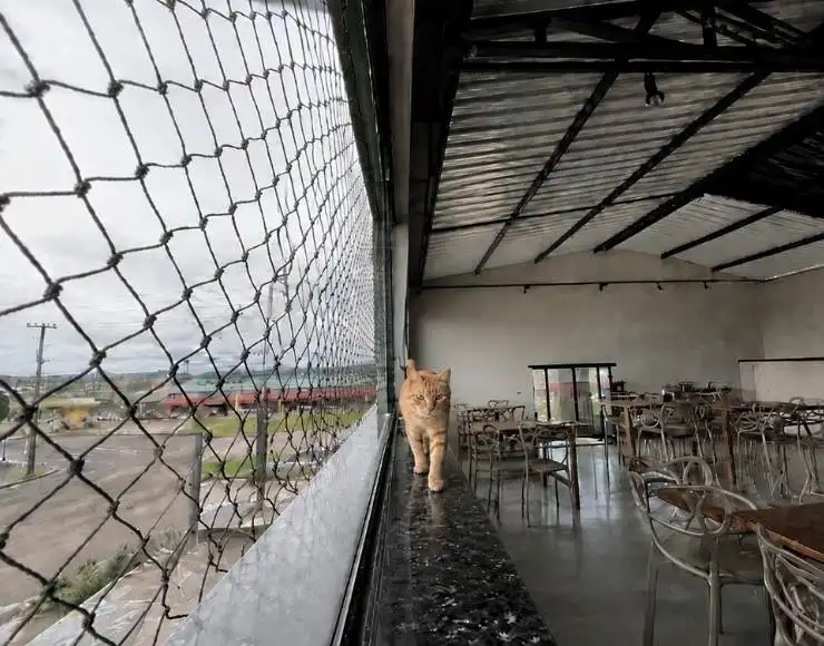 Gato protegido por tela de proteção instalada em janela de apartamento
